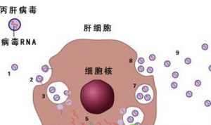 吉四代是如何服用的？